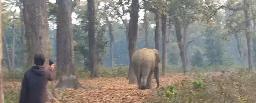  हात्ती लखेट्ने क्रममा एक जना गम्भीर घाइते