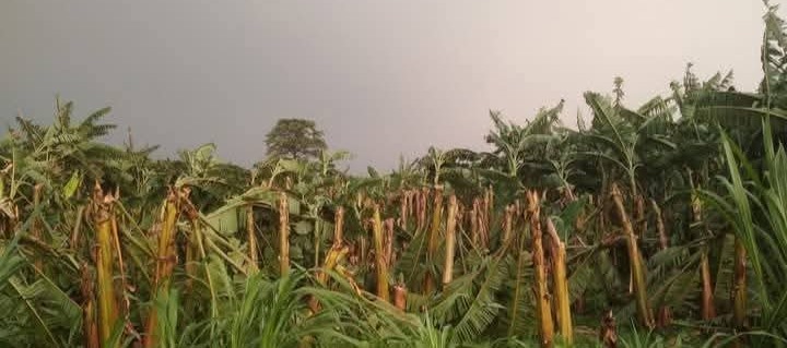 हावाहुरीका कारण केरा खेतीमा लाखौंको  क्षति