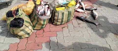 मेचीनगरबाट तीन सय केजी माछा बरामद पश्चात नष्ट 