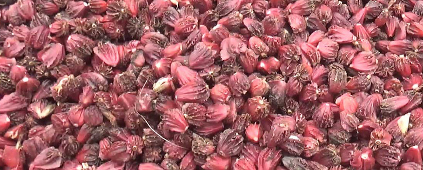 अलैँचीको निर्यात ६० प्रतिशतले बढ्यो 