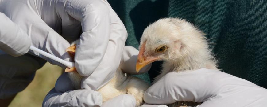 झापामा पनि बर्ड फ्लुको आशंका झापामा पनि बर्ड फ्लुको आशंका