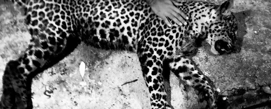 बुद्धशान्तिमा स्थानीयबासीको आक्रमणमा मर्यो चितुवा बुद्धशान्तिमा स्थानीयबासीको आक्रमणमा मर्यो चितुवा