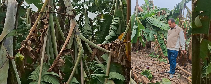 हावाहुरीका कारण बस्नेतको १६ लाख बढीको केरा खेती नष्ट, बिमाको माग 